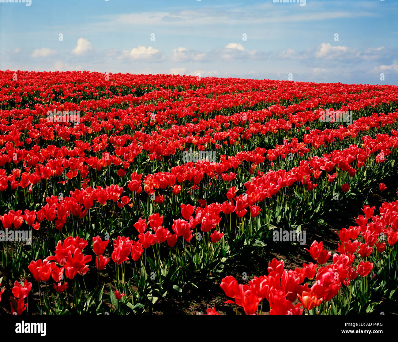 Rows of blooming tulips stretch to the horizon in the Skagit Valley of