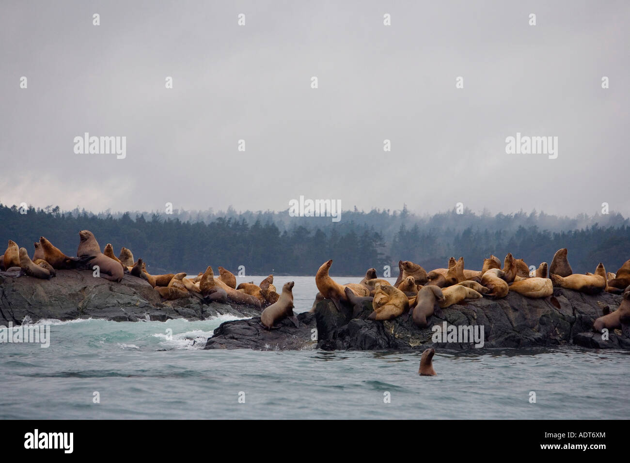 Sea lions resting on a rocky outlet Stock Photo