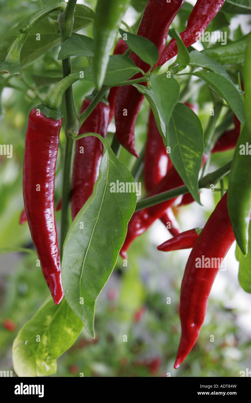 Pepper plants india hires stock photography and images Alamy