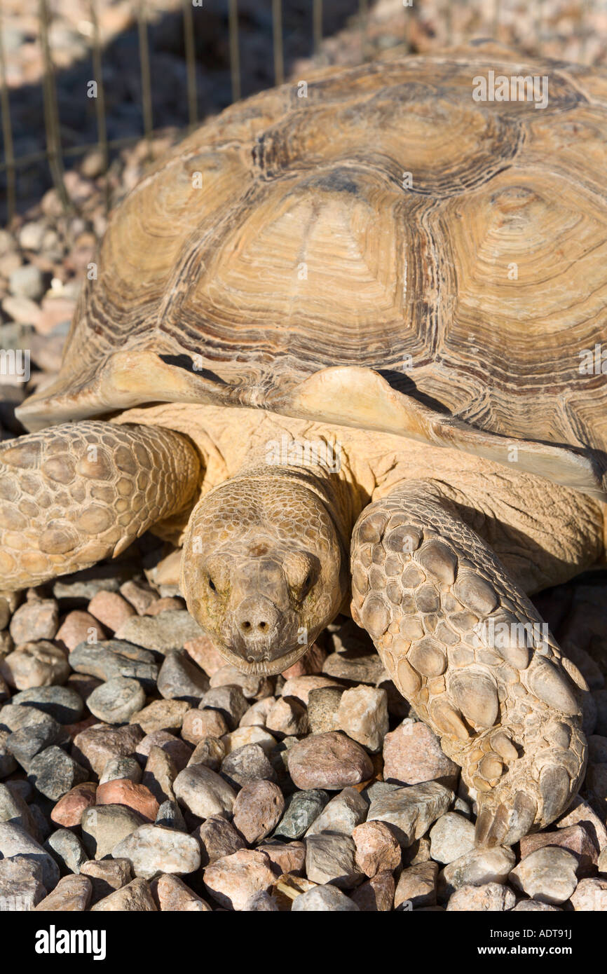 African Spurred Tortoise close up on gravel Stock Photo - Alamy
