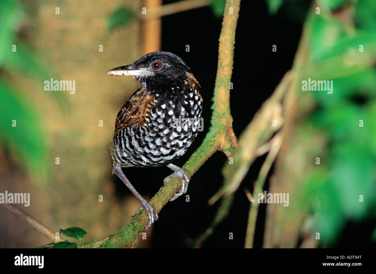 Black-crowned Antpitta Pittasoma michleri Braulio Carillo National Park Costa Rica March Adult Formicariidae Stock Photo