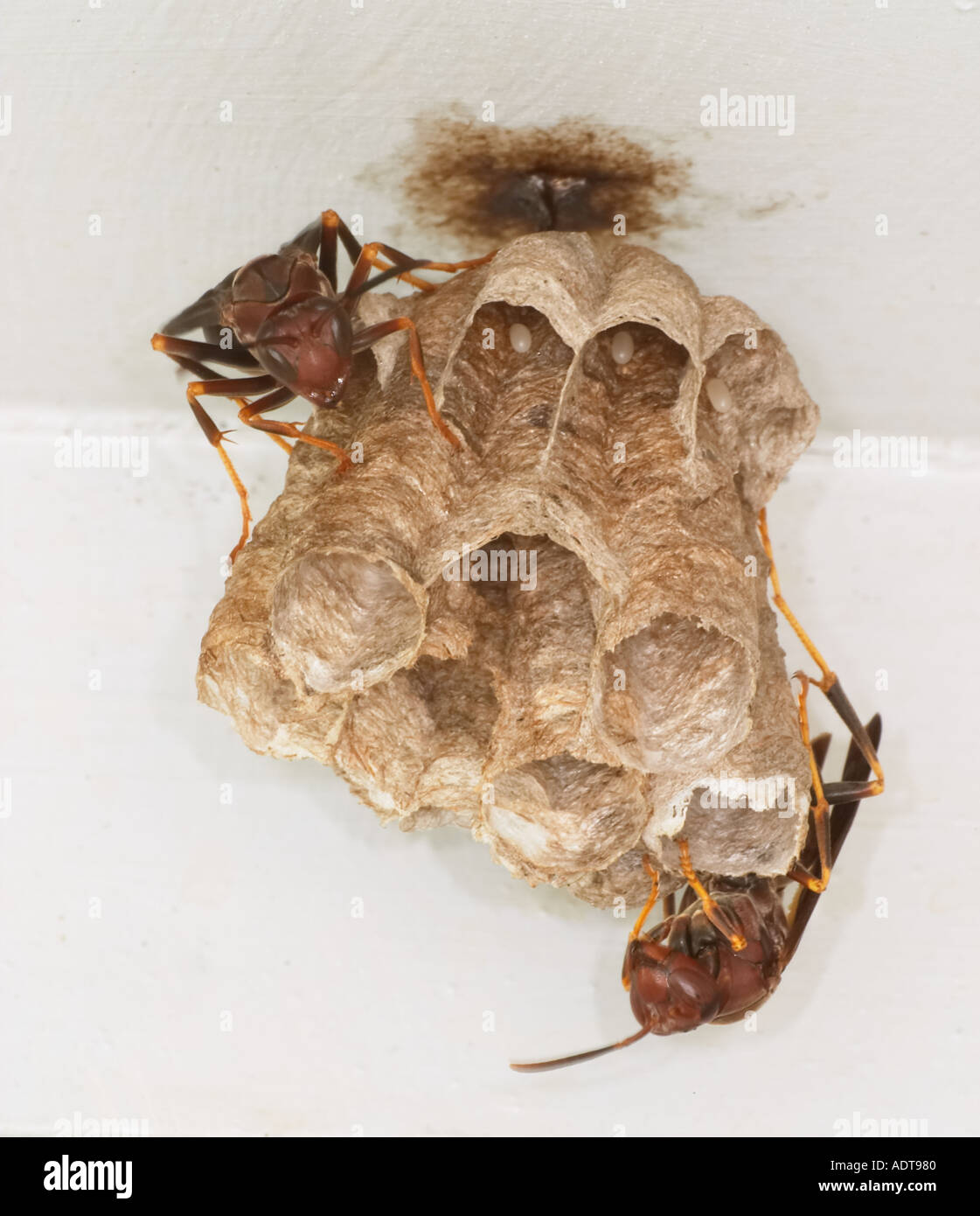 Paper wasps and eggs in nest Stock Photo Alamy