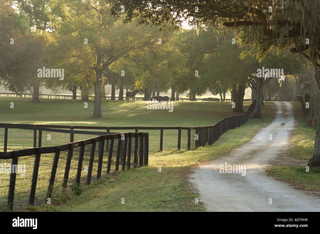 Early morning light scenic horse farm Ocala FL Stock Photo Alamy