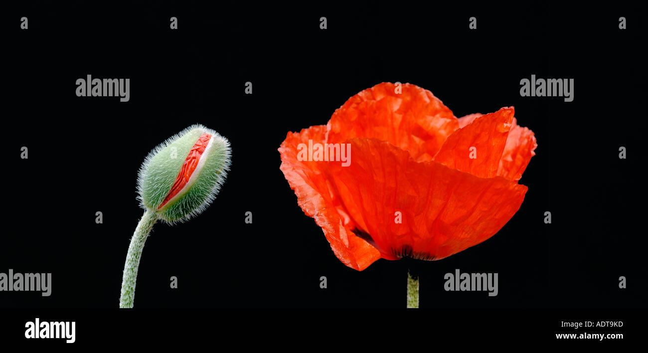 Flower opening sequence hires stock photography and images Alamy