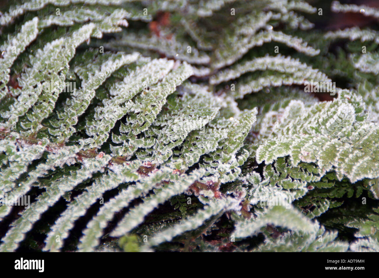 Frosty fern Stock Photo