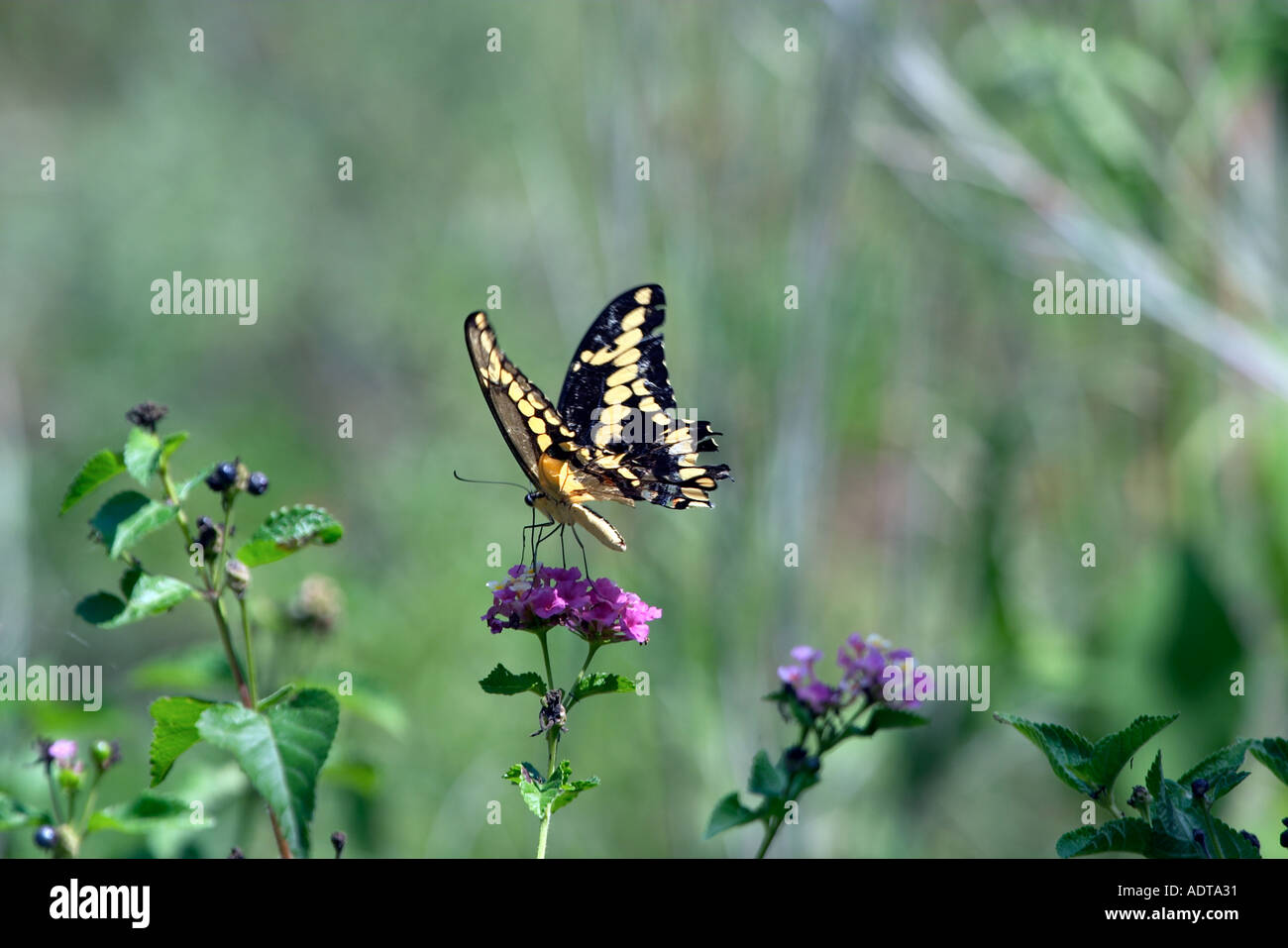Giant Swallowtail Butterfly Stock Photo