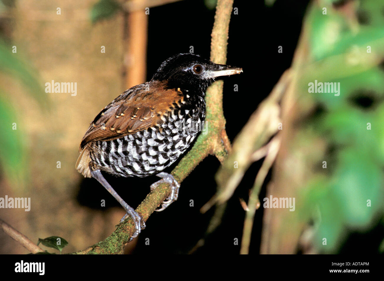 Black-crowned Antpitta Pittasoma michleri Braulio Carillo NP COSTA RICA March Adult Male Formicariidae Stock Photo