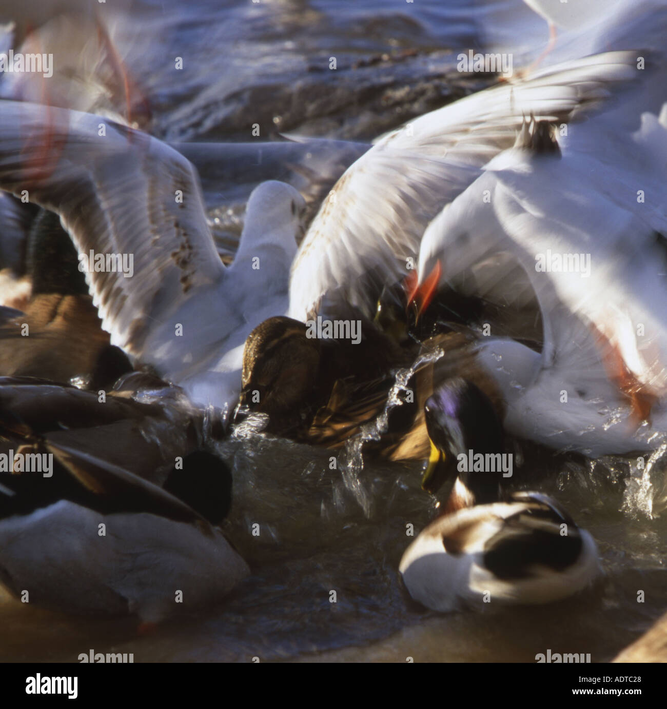 Wildfowl and gulls in feeding frenzy Stock Photo