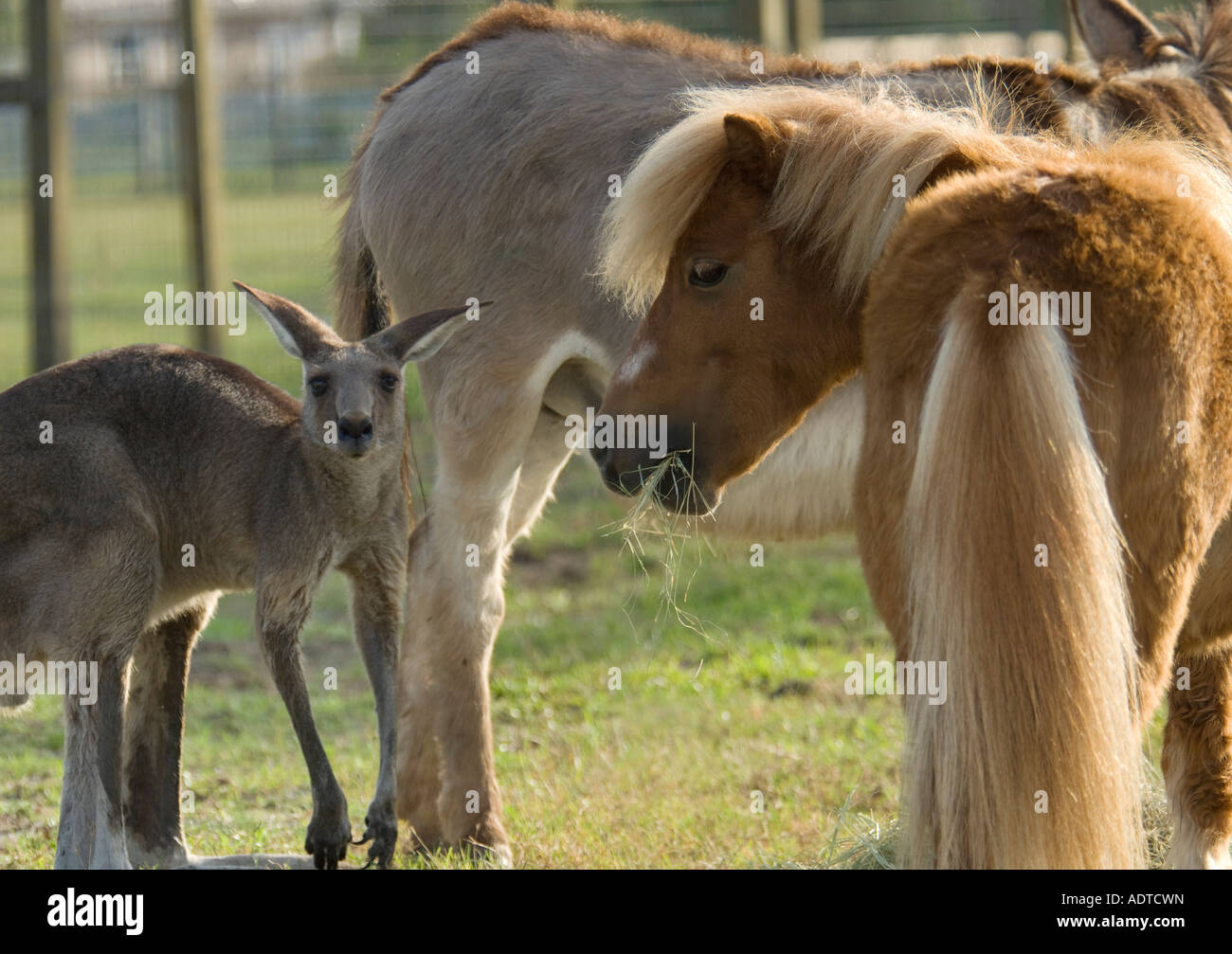 Horse with Kangaroo pasture buddy Stock Photo