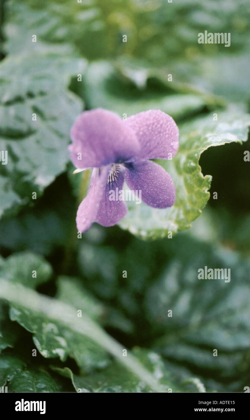 Cornish violets in October Stock Photo Alamy