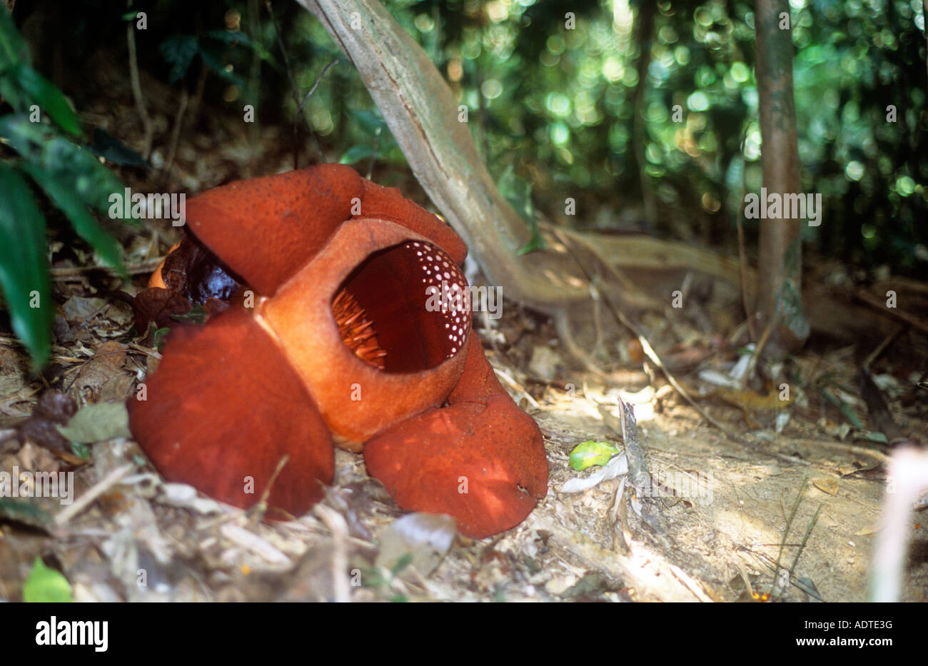 The biggest flower in the world! Stock Photo Alamy