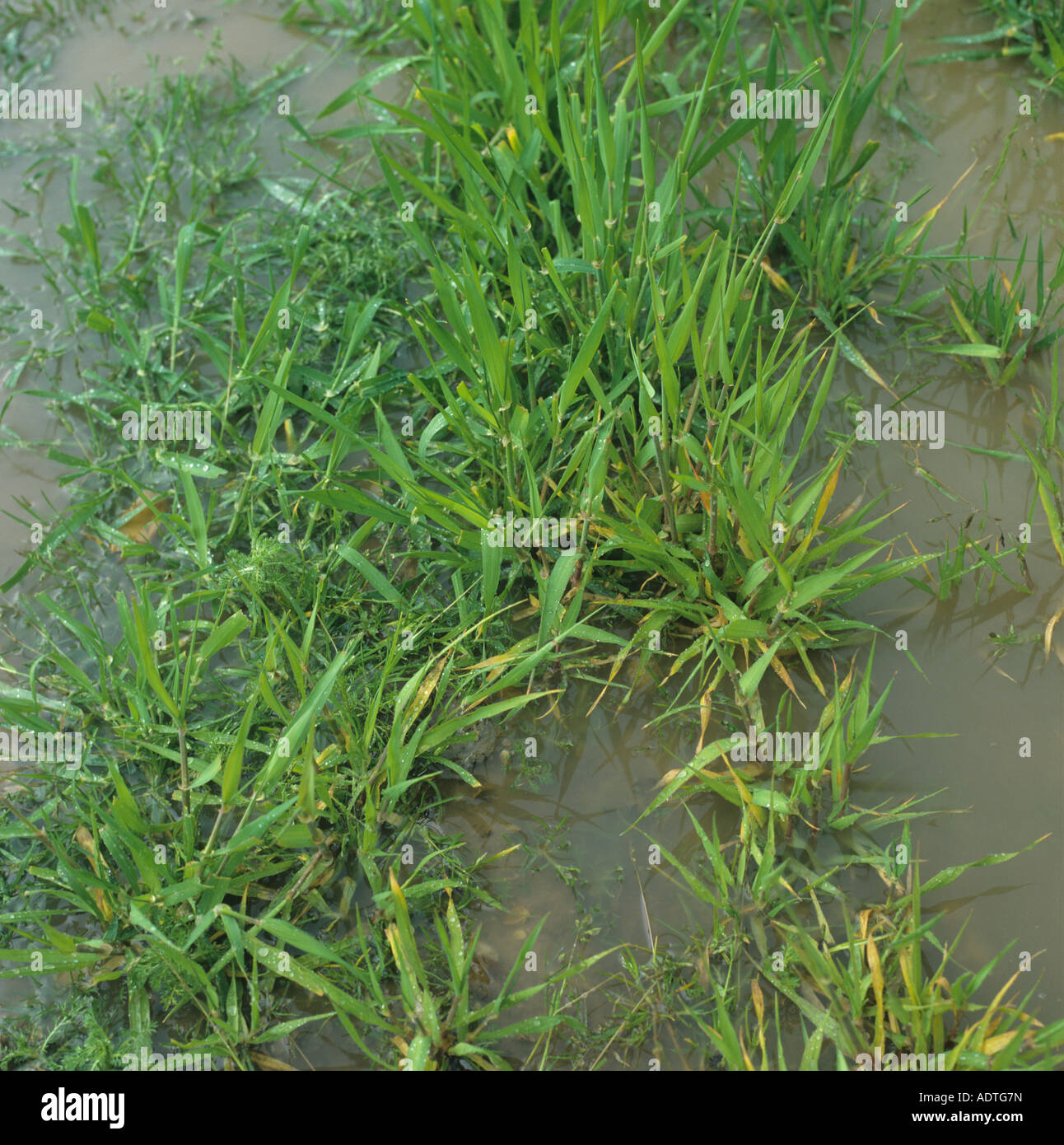 Young wheat plants standing in water after heavy spring rains Stock Photo