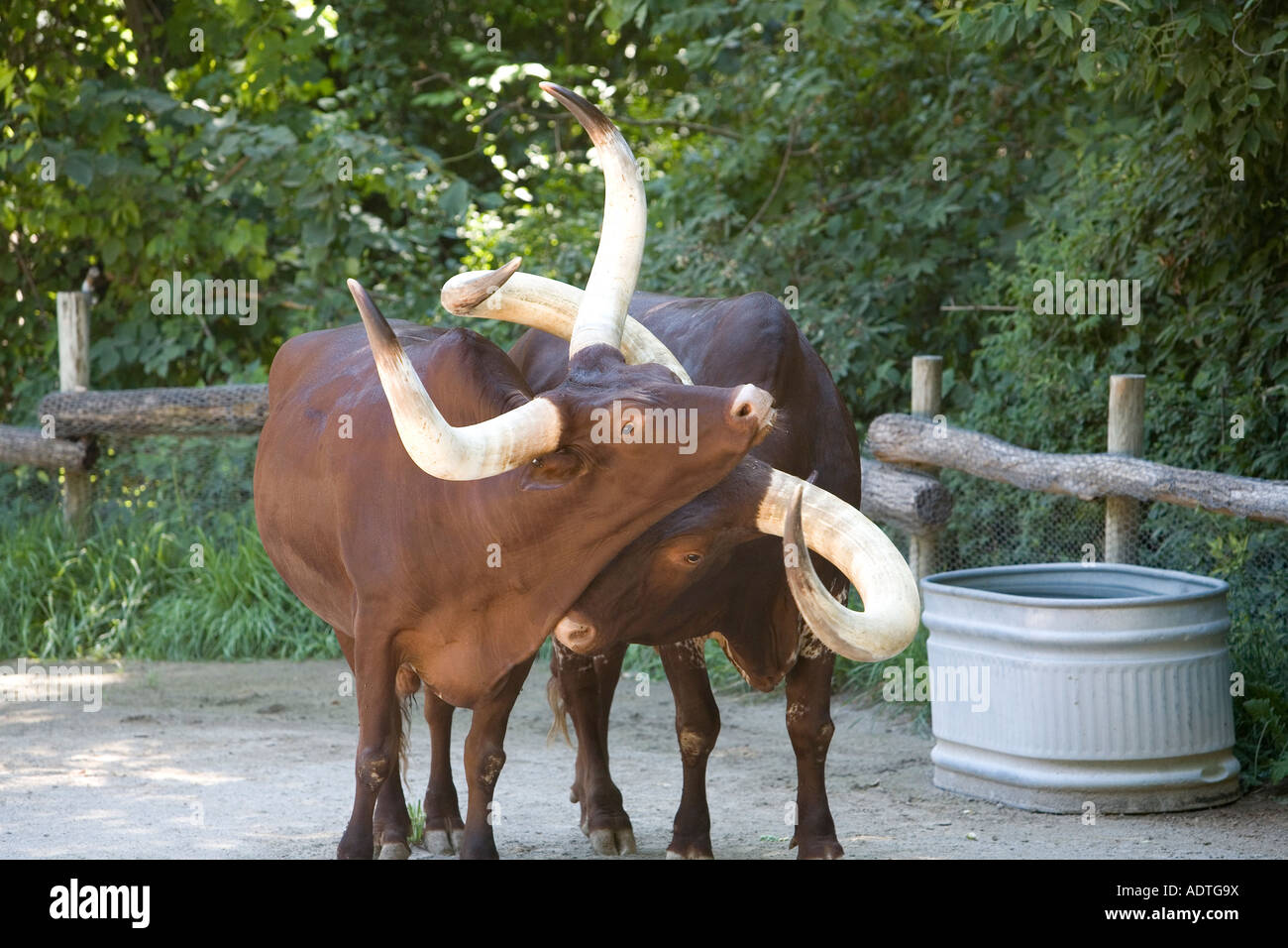 Battle Creek Michigan Watusi cattle in the Wild Africa exhibit at the