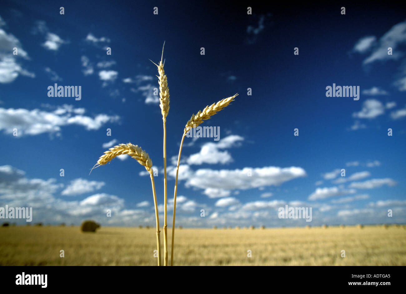 cornfield Stock Photo
