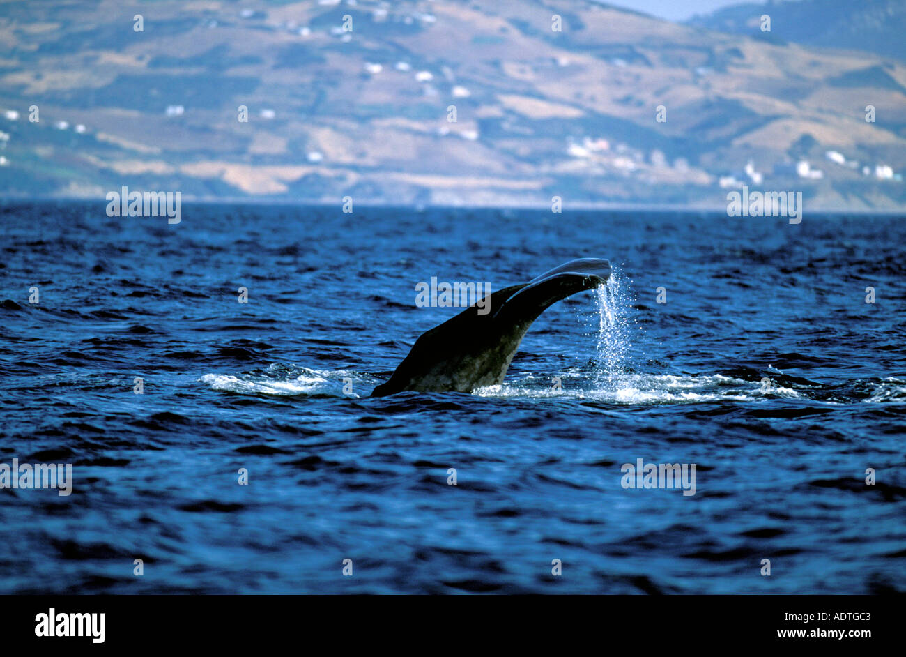 tarifa a whale in the street of gibraltar Stock Photo Alamy