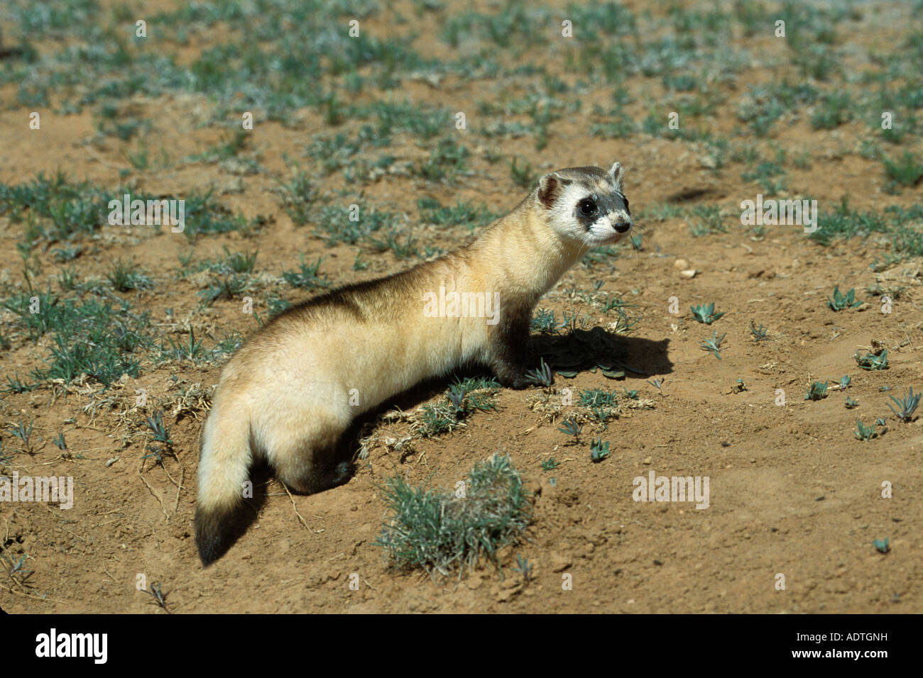 Black Footed Ferret Mustela Nigripes Seligman Arizona United States May Adult Mustelidae 3352