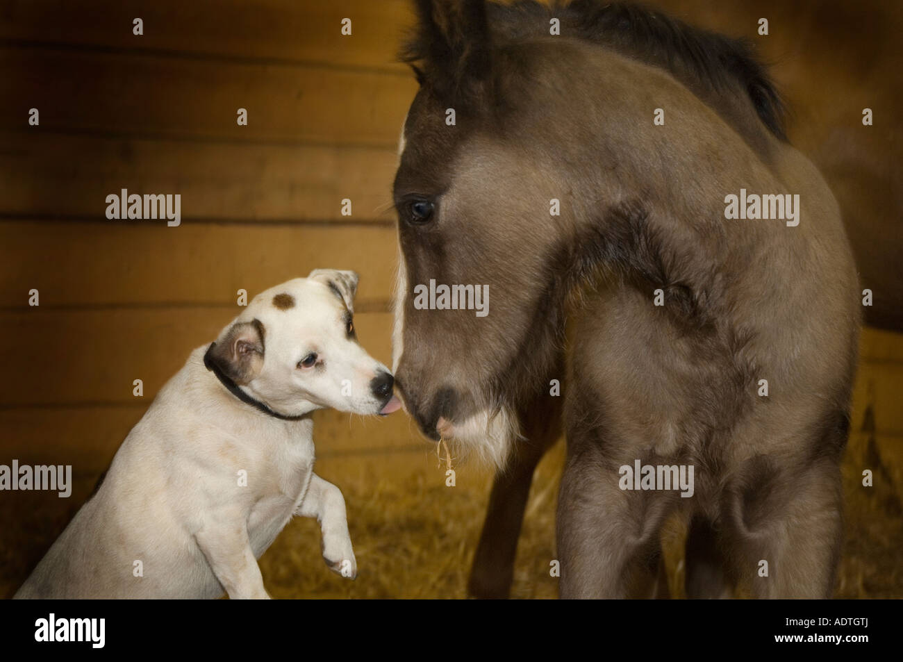 Jack Russel Terrier dog grooms Gypsy Vanner horse foal in stall Stock Photo