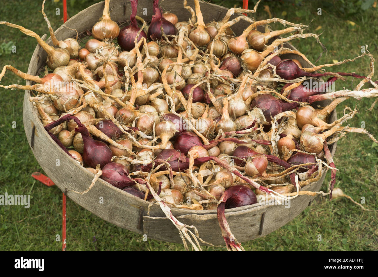 Home grown shallots and red onions being dried in an old sieve outside in late summer England August Stock Photo