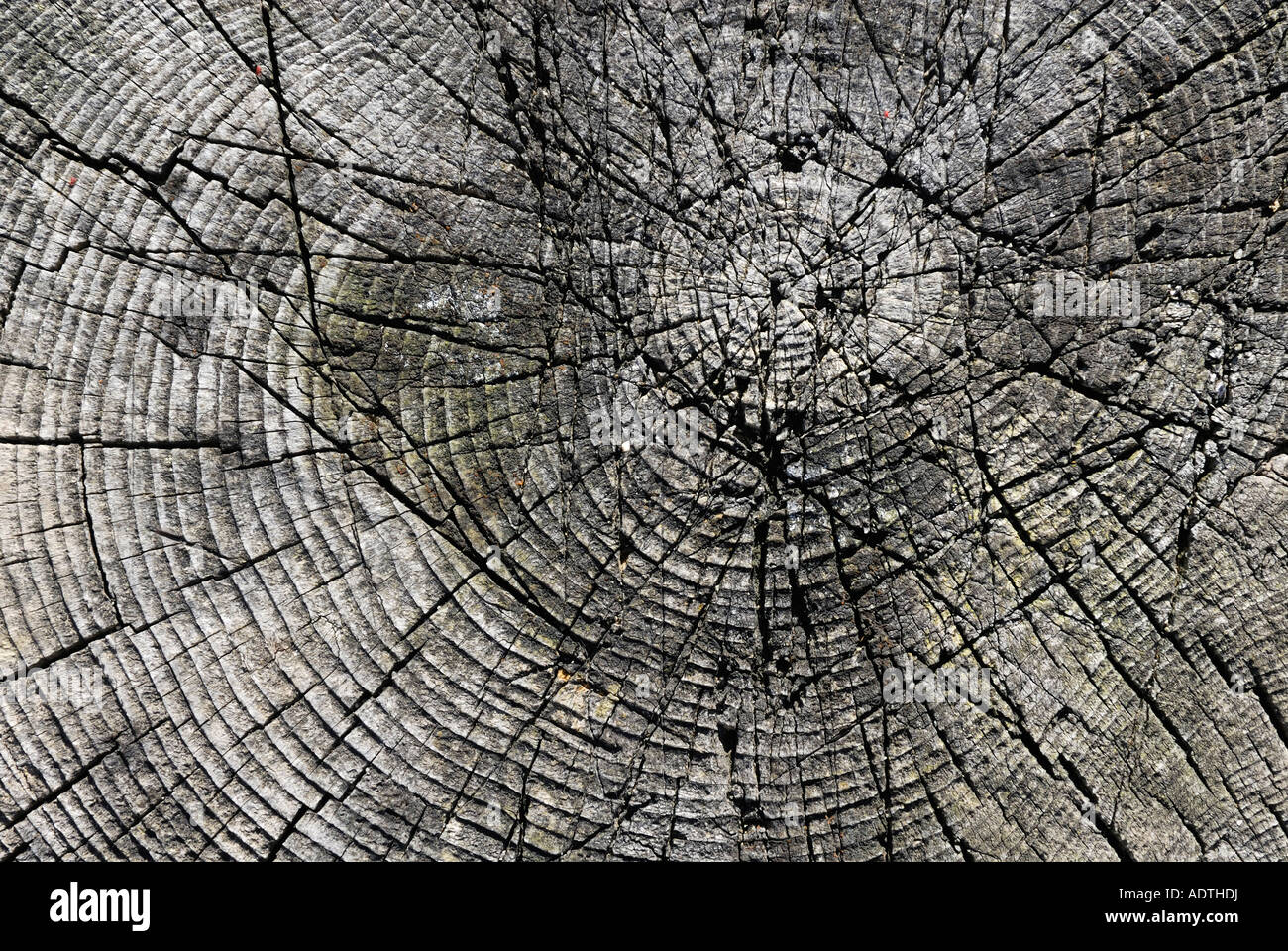 Detail of tree trunk age lines Stock Photo Alamy