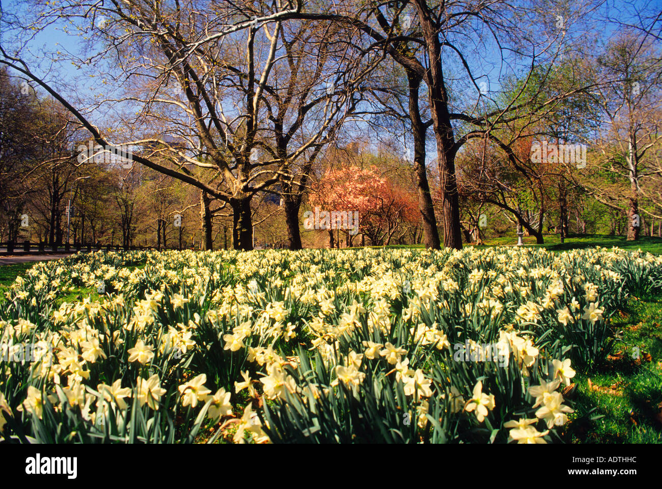 New York City Manhattan Central Park in the early spring Daffodils