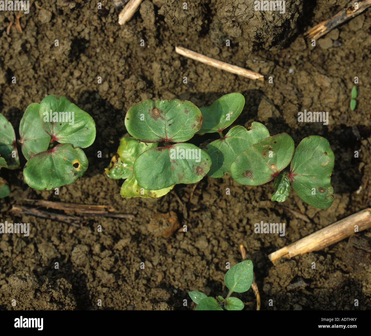 Sore shin Rhizoctonia solani weakening of young cotton plant seedlings  Greece Stock Photo - Alamy