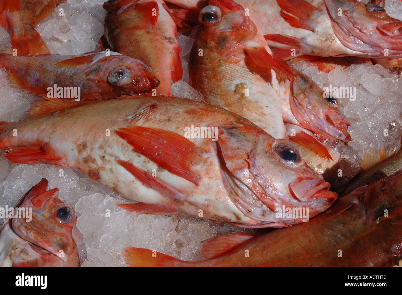 Fresh redfish ready for processing in Ísafjörður in Iceland's West Fjords Stock Photo