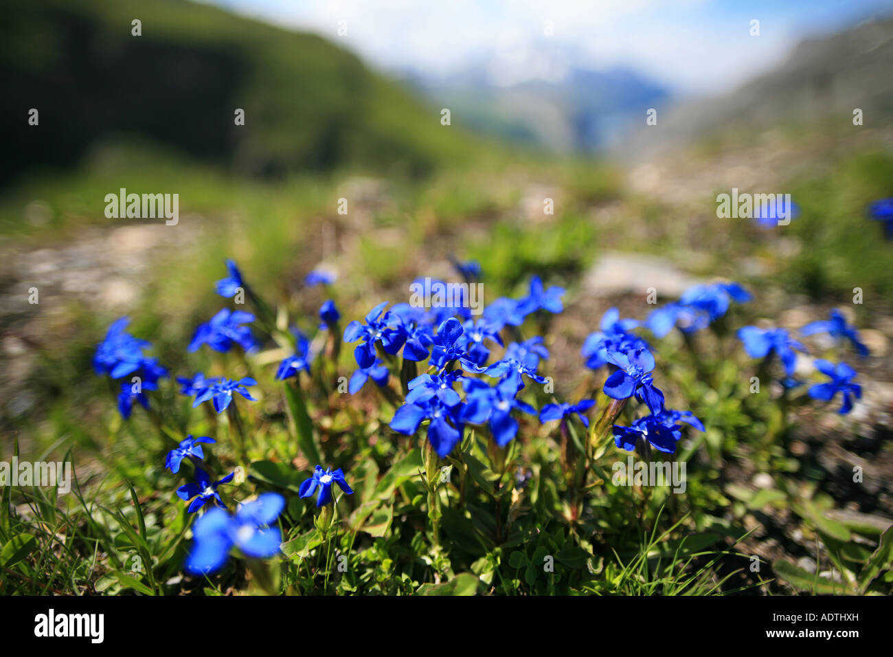 Blue alpine flowers Stock Photo Alamy