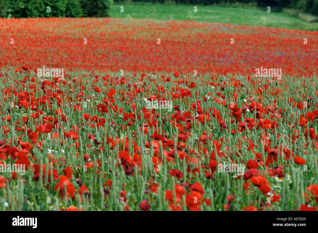 Poppies growing in wheat field at Pim Hill organic farm, Harmer Hill