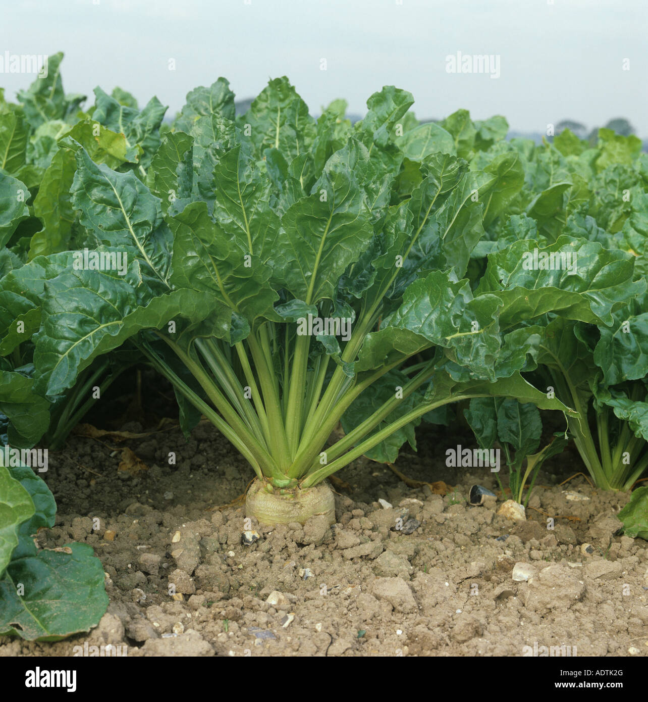 Mature sugar beet plants in a fenland crop Stock Photo Alamy