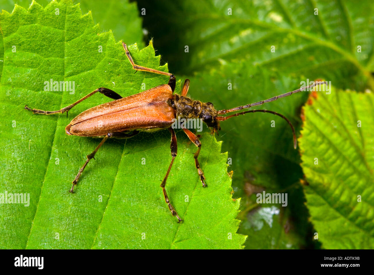 Femail Longhorn Beetle Leptura rubra on bramble leaves potton bedfordshire Stock Photo