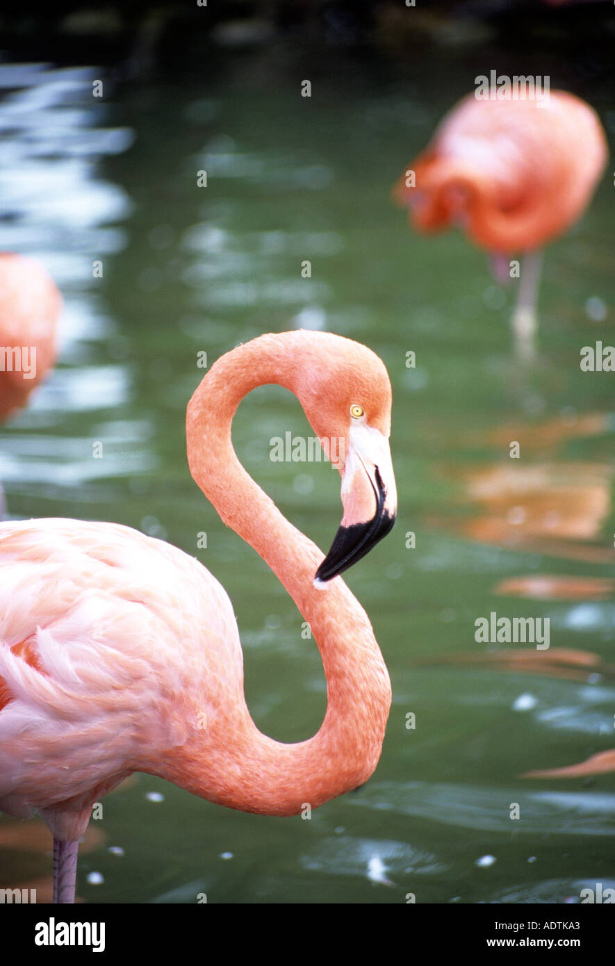 Pink flamingo water hi-res stock photography and images - Alamy