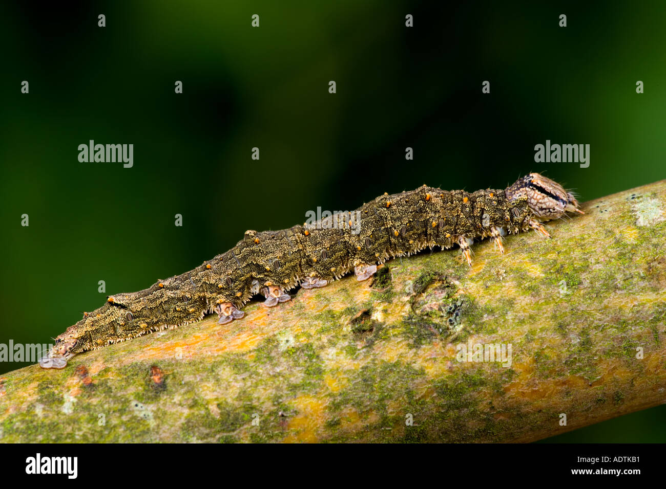 Red Underwing Catocala nupta Larvae on twig showing camouflage potton bedfordshire Stock Photo