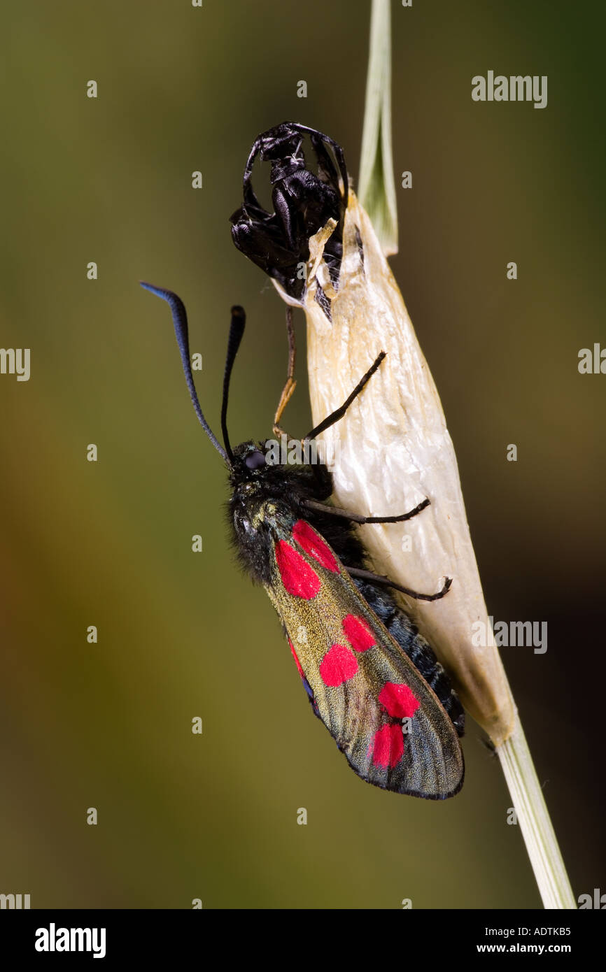 Five spot Burnet moth Zygaena trifolii Newly emerged drying wings sat on pupa case potton bedfordshire Stock Photo