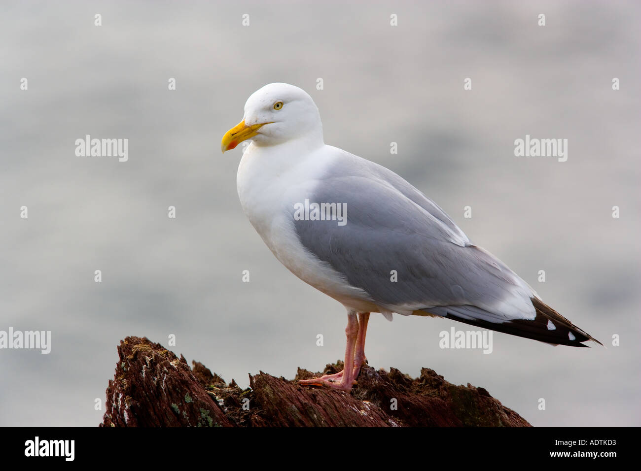 Herring gull Larus argentatus stood on rock with sea in background skokholm Stock Photo