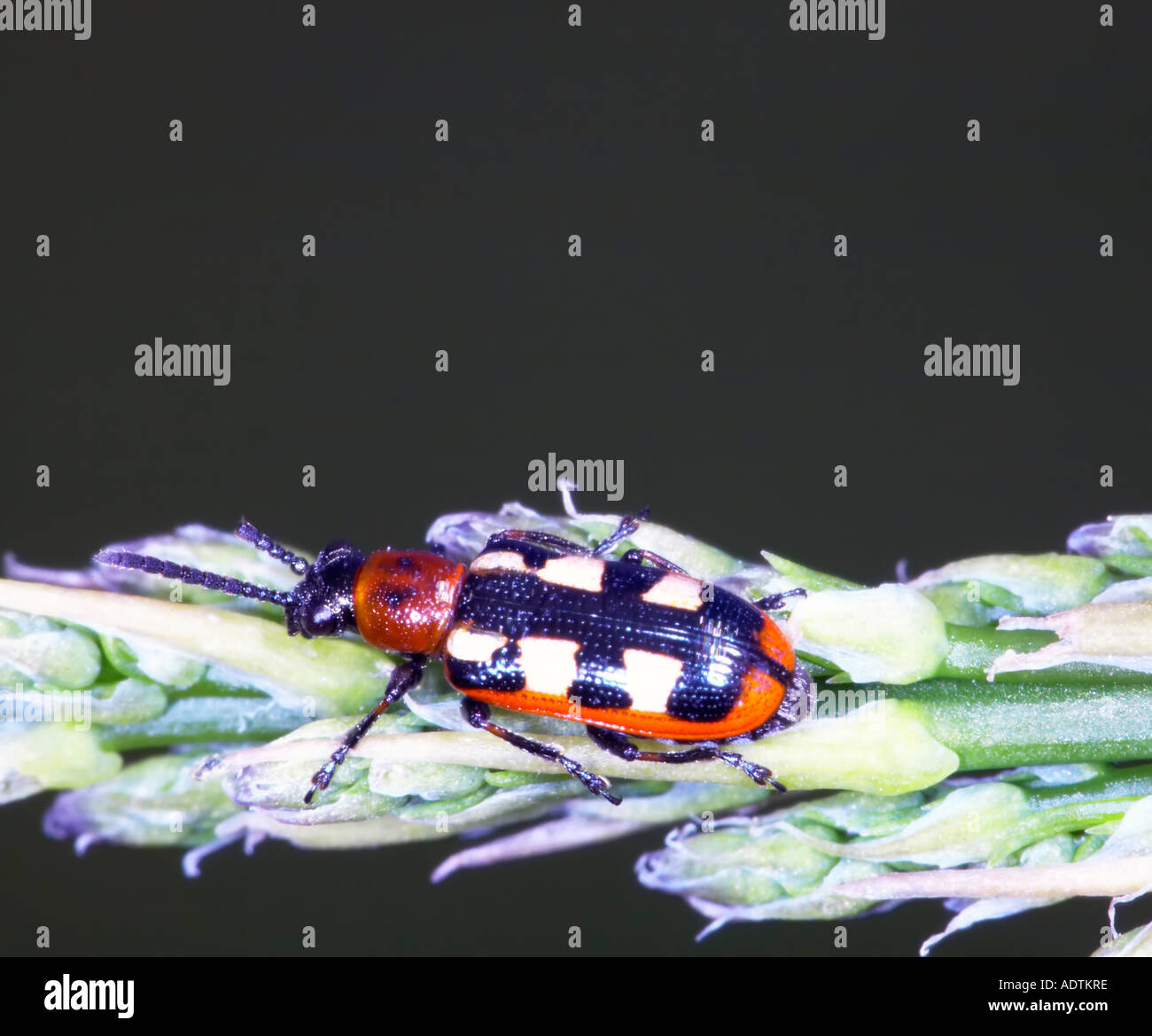 Asparagus beetle on an asparagus tip Stock Photo Alamy