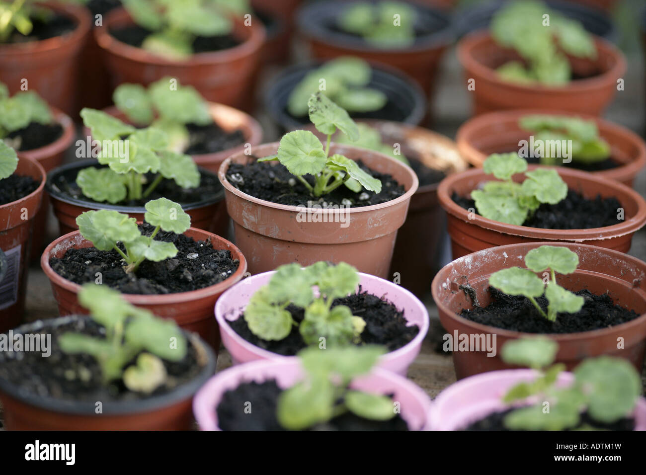 geranium seedlings in plant pots Stock Photo