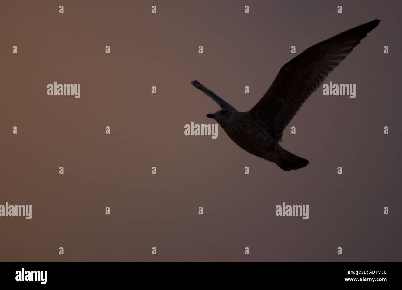 Bird Stock Photo Alamy