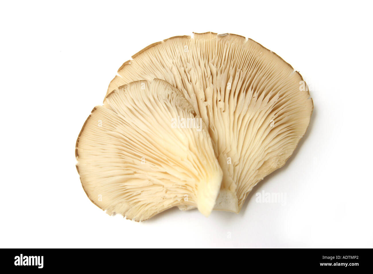 Oyster mushrooms on a white studio background Stock Photo - Alamy