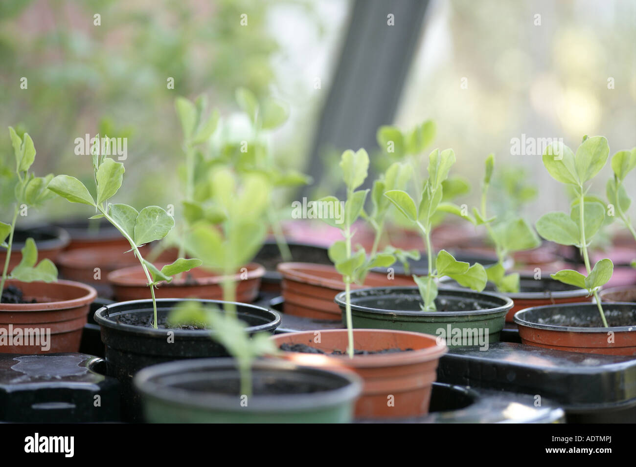 Geranium seedlings Stock Photo
