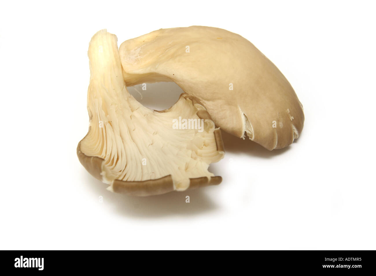 Oyster mushrooms on a white studio background Stock Photo - Alamy