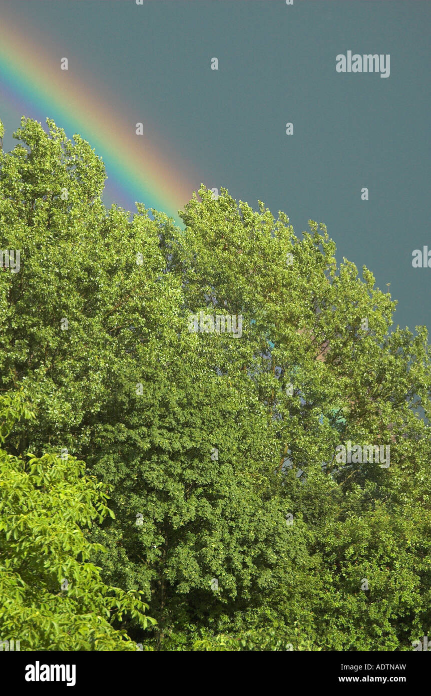 Rainbow through trees Stock Photo - Alamy