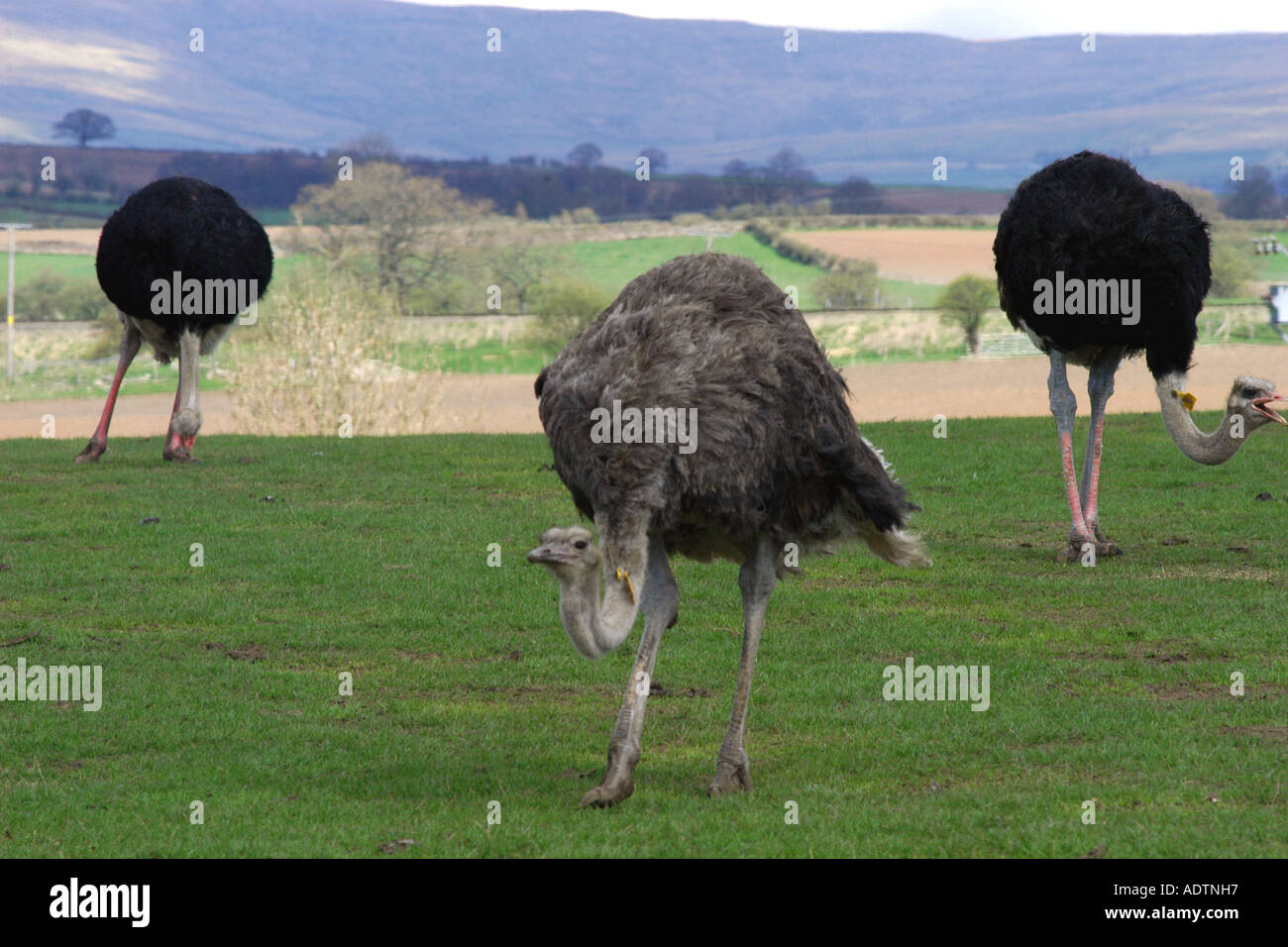 A group of Ostriches with Cumbrian Hills behind on an ostrich farm