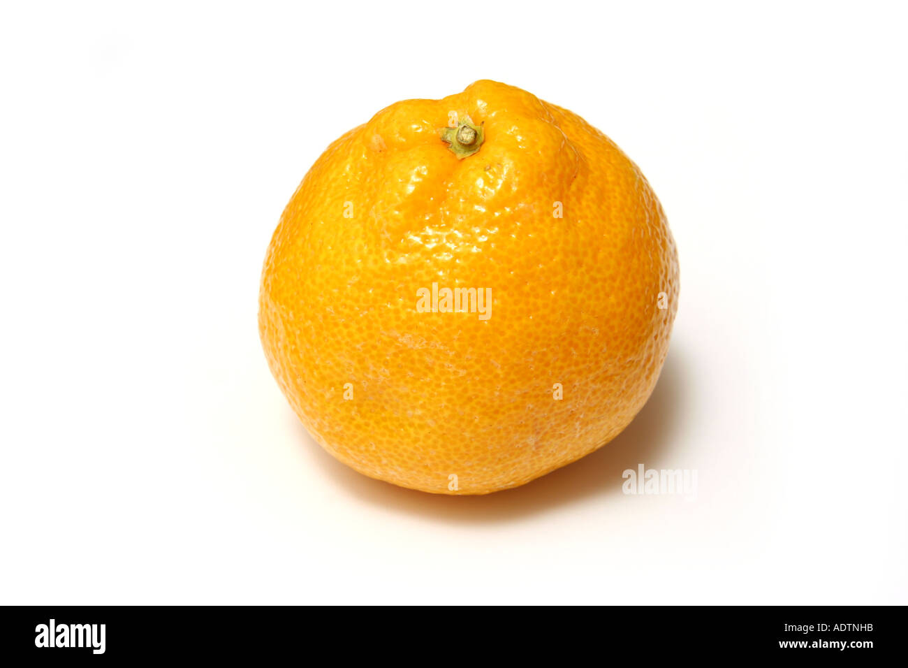 Satsuma isolated on a white studio background. Stock Photo