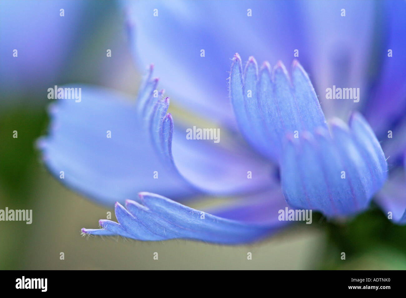 Powder blue flower Stock Photo Alamy