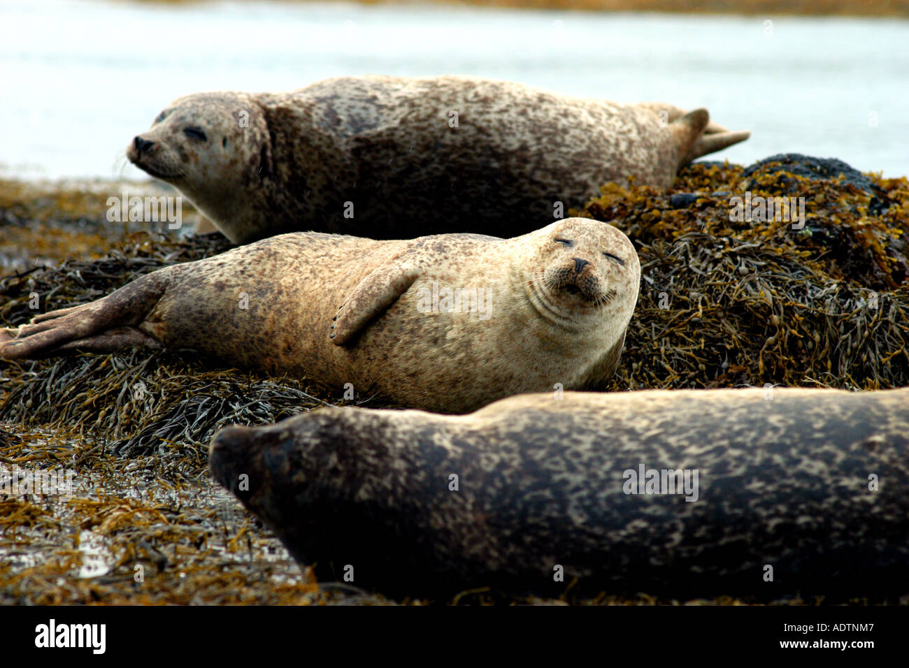 Group of Grey seals Isle of Skye Scotland UK Stock Photo