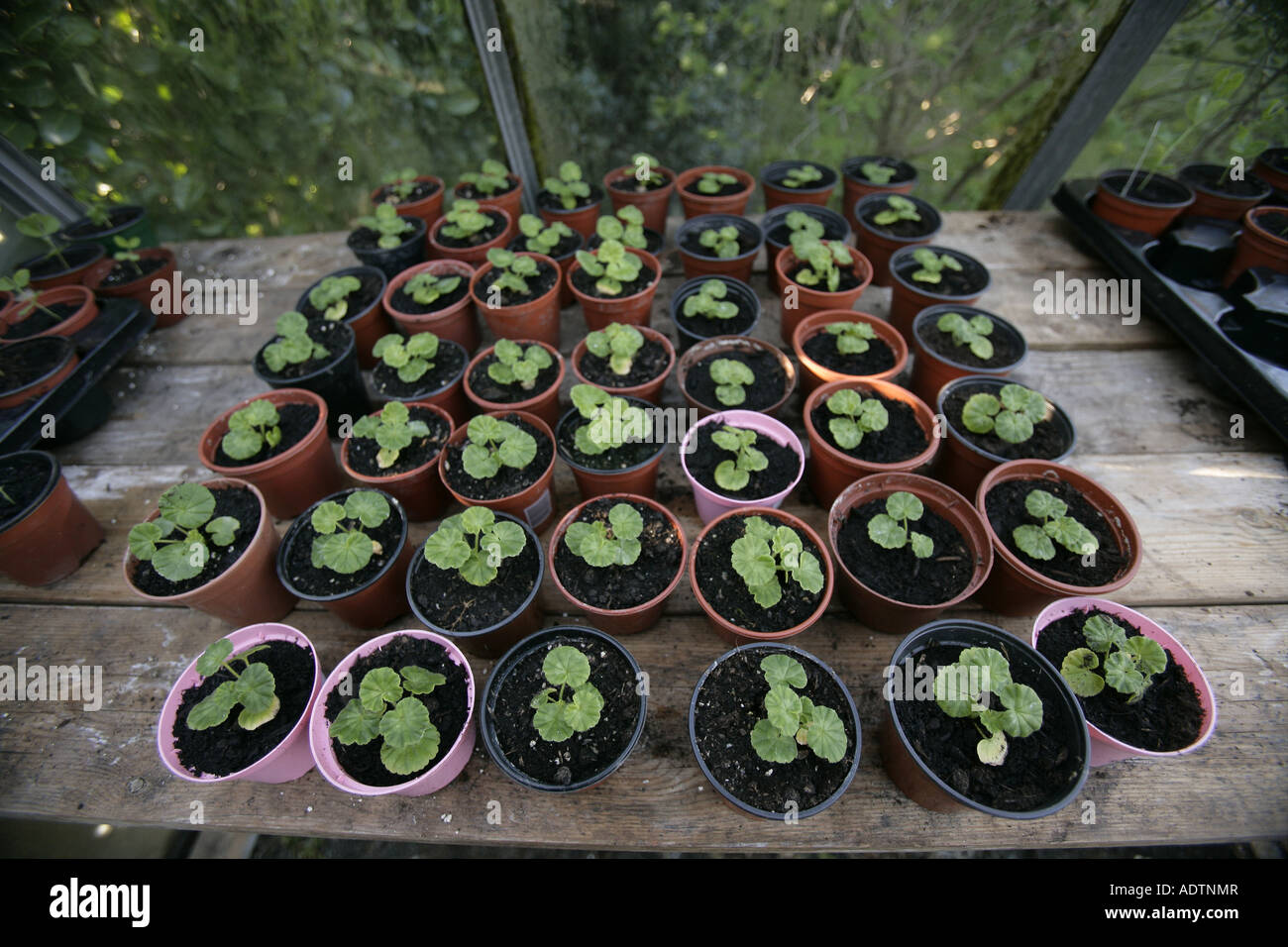 Geranium seedlings in plant pots. Stock Photo