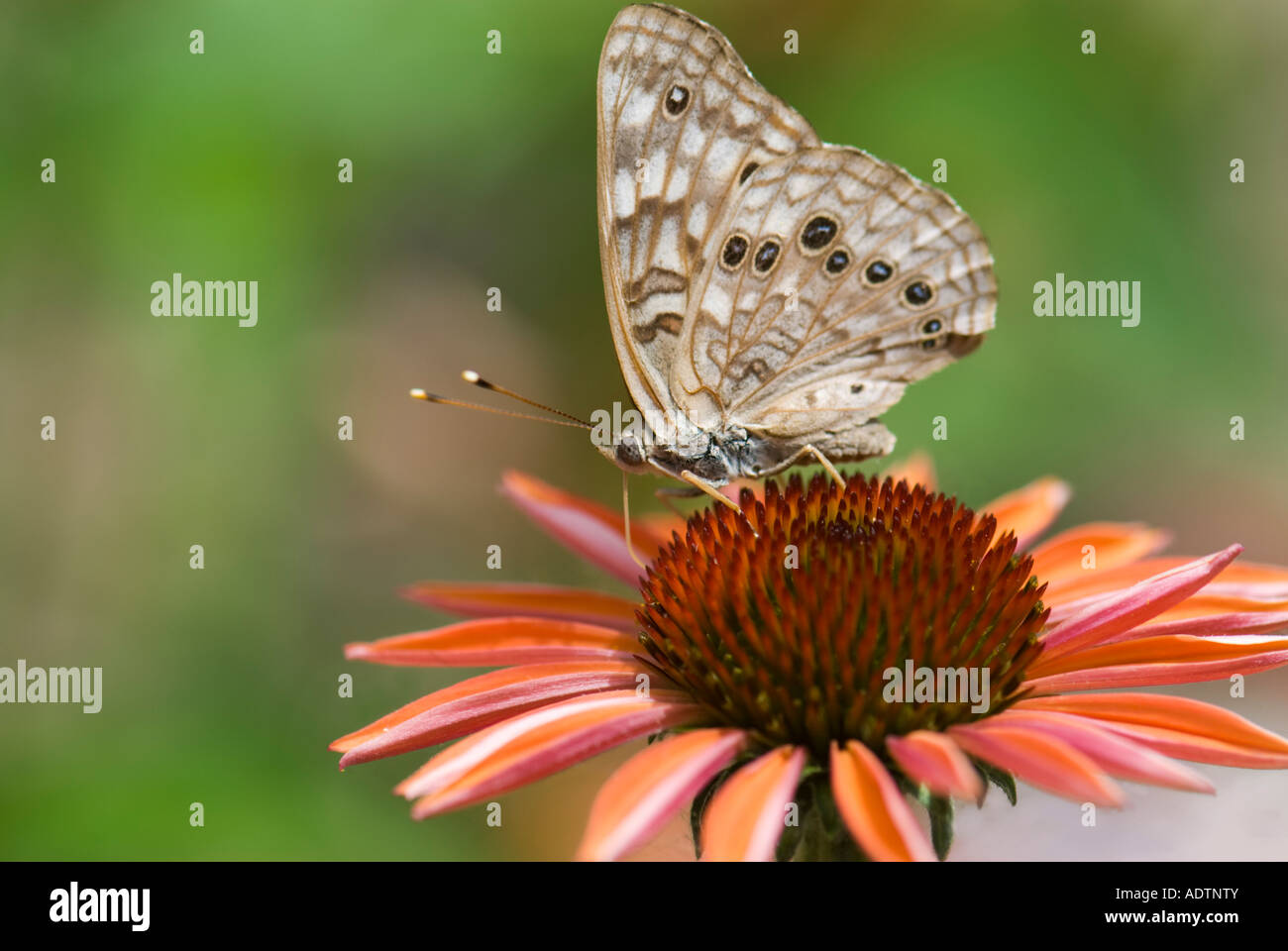 Hackberry Emperor Butterfly, Asterocampa celtis, on echinacea. Oklahoma, USA. Stock Photo