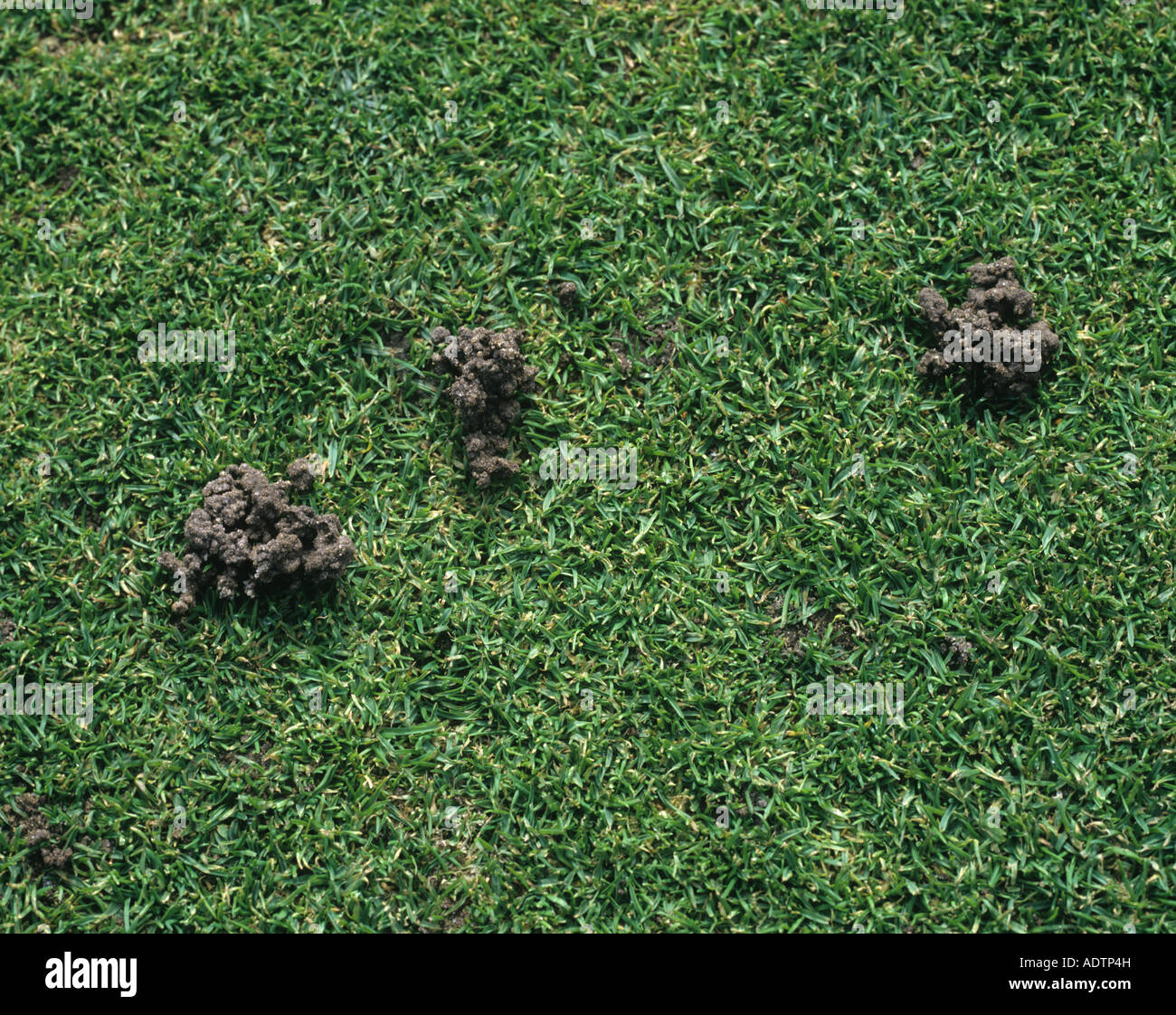 Worm casts in fine bowling green turf grass Stock Photo