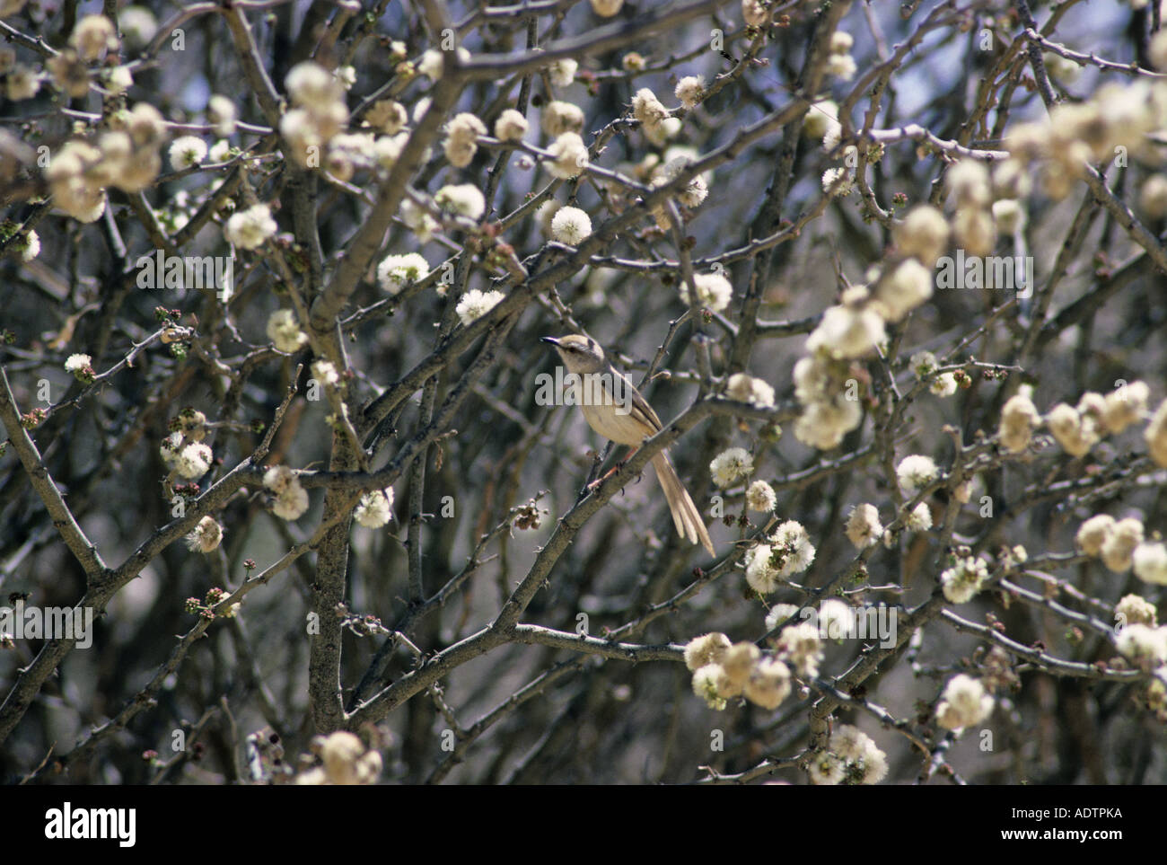 Black chested Prinea Prinea flavicans Perched on bush South Africa Stock Photo