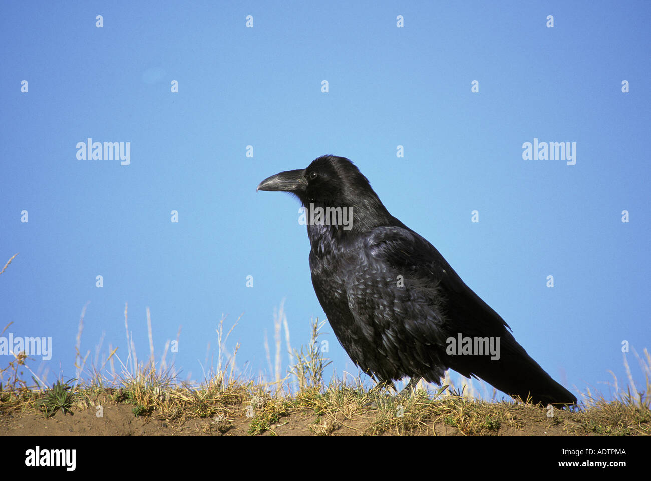 Raven on ground hi-res stock photography and images - Alamy